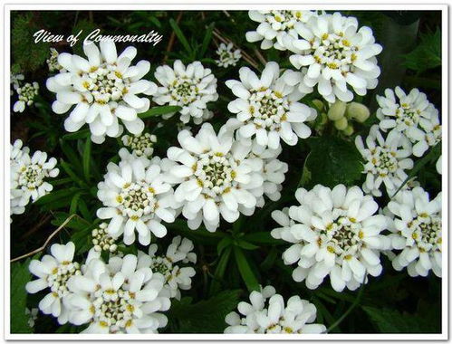 阿里斯月季的花期是多久呢？