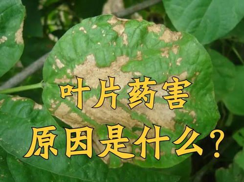 药害到底是怎么来的？