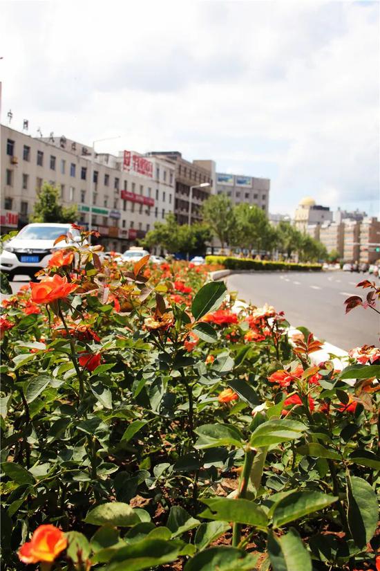 嘉峪关月季景观中的绿化选择