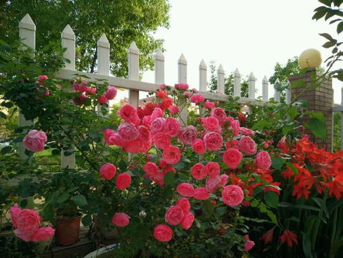 绒球月季：你的家庭花园新宠