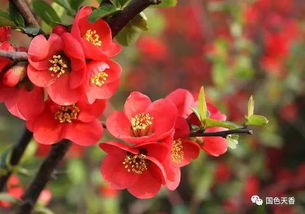 海棠在什么季节和时间段换盆最合适