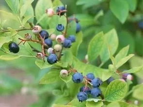 春天不是扦插的蕞佳时机