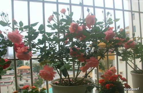 月季界的“天狼”：姜正之的育种之路