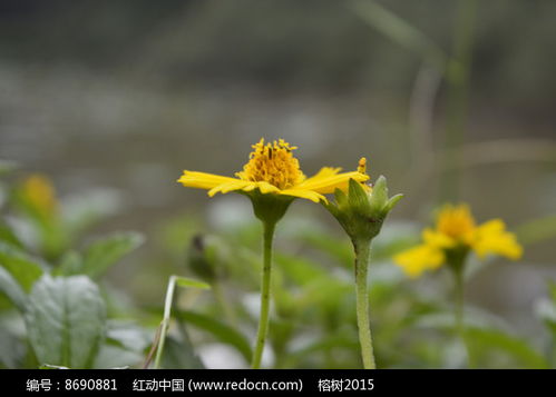 南美蟛蜞菊入侵，从观赏变害草
