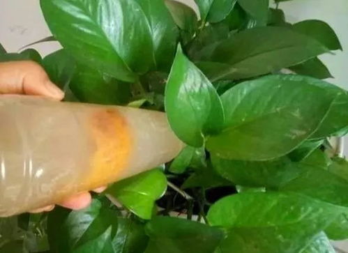 盆栽青菜施肥，如何选择合适的肥料