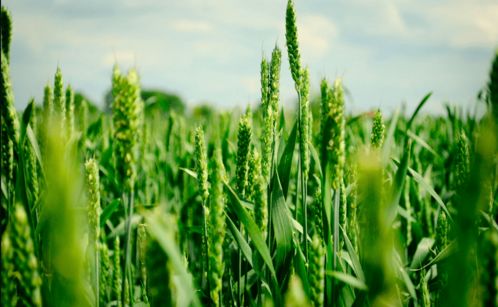 小麦病害的困扰