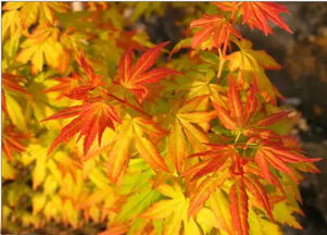 红枫、黄枫、青枫：如何鉴赏与区分？特点揭秘！