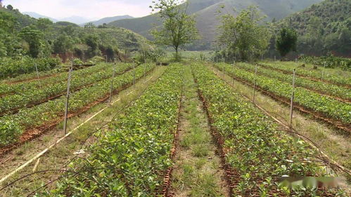 油茶苗种植黄金期：掌握最佳播种时间，助力茶叶丰收！