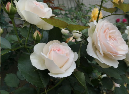 树状月季，间距怎么定？