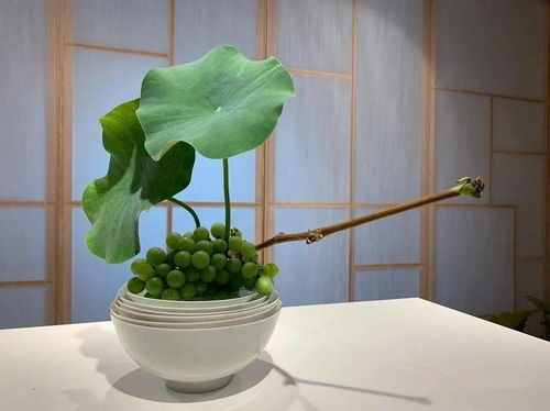 荷花的神奇之旅：浸泡到水培的转变