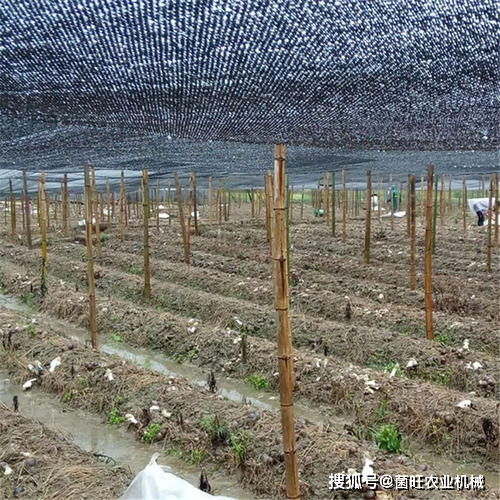 竹荪种植，了解适宜时间和种植技术至关重要