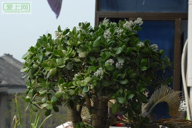 玉树开花，积累的力量