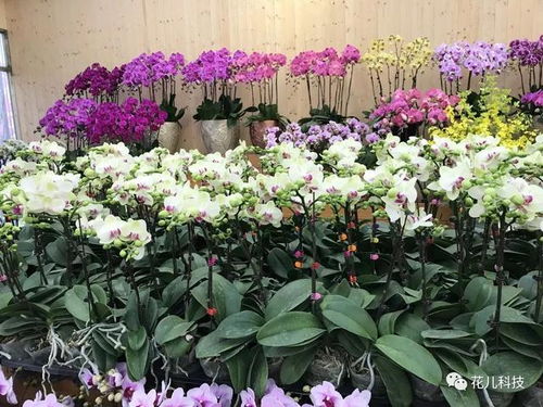 家里摆放哪种花嫩带来好运和财运？快来了解一下吧！