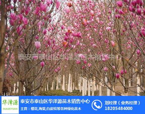 北方地区， 尝试种植新颖果树