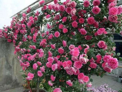 两大月季，区别在哪里？