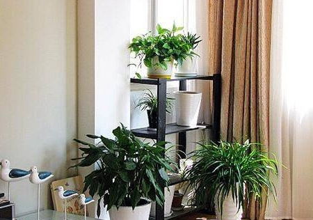 家里客厅放盆栽竹子的风水讲究