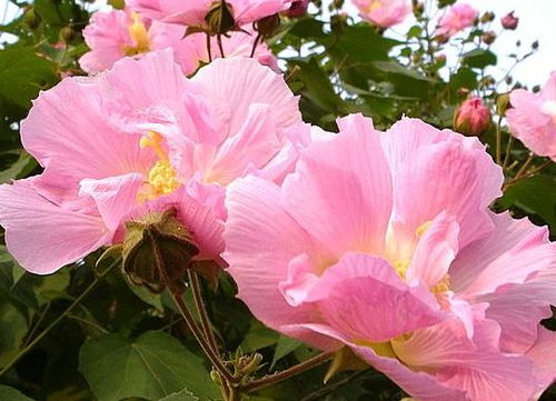 一日三变：木芙蓉的神奇之旅