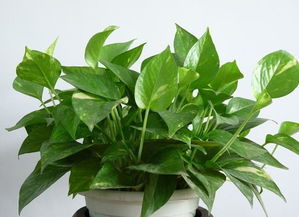 第二点：提高绿植产量， 增加经济效益