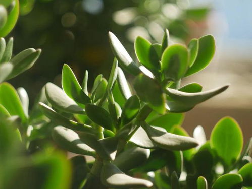 再来施肥也不Neng少