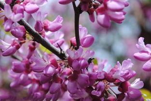 紫藤的花期，扦插的绝佳时机