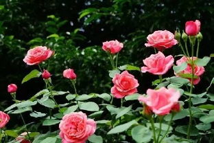 花期前后要加肥