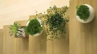 室内植物盆景，美化家居环境