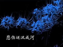 彼岸花，为何触碰即伤