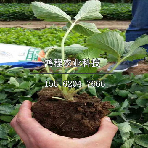 五针松修剪：保持造型美观