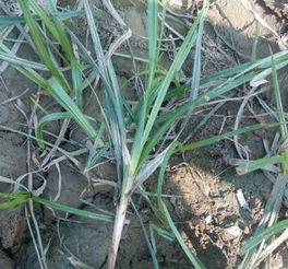 灭生性除草剂和选择性除草剂有什么区别？如何根据作物需求选择合适的除草剂？