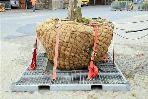 树皮破损要防范