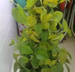 水养绿萝，为何叶黄难恢复