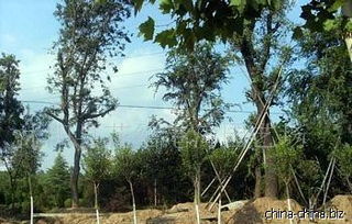 灌木：修剪也有讲究