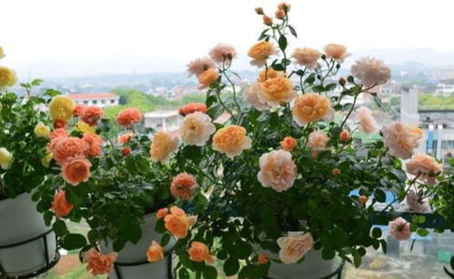 浇水要适度，避免积水