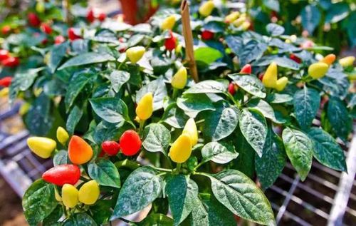 茄子根腐病与黄萎病， 分清再种植