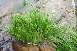 4. 促进血液循环