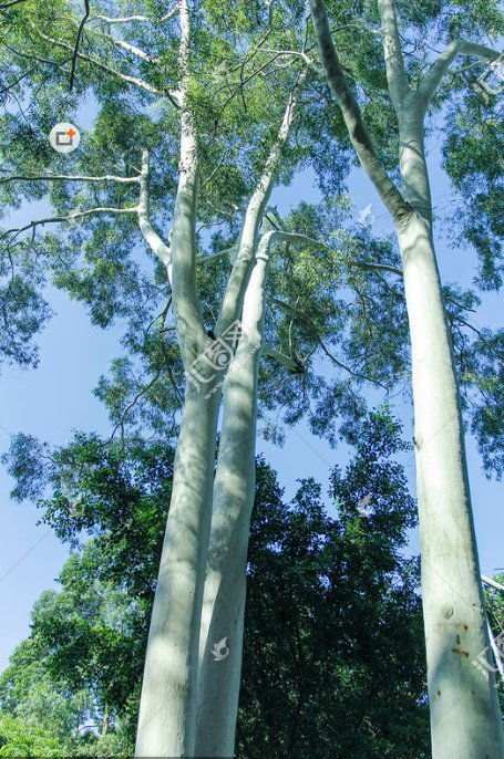 树干直不直， 得堪它心情