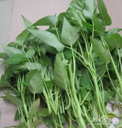 空心菜：生命力顽强， 生长迅速