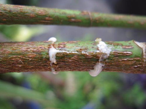 月季花压条繁殖方法具体是怎样的？能否详细介绍步骤和注意事项