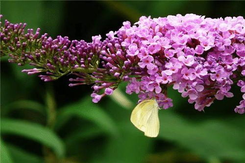 醉鱼草：蜜糖香味， 蜜蜂的小天堂