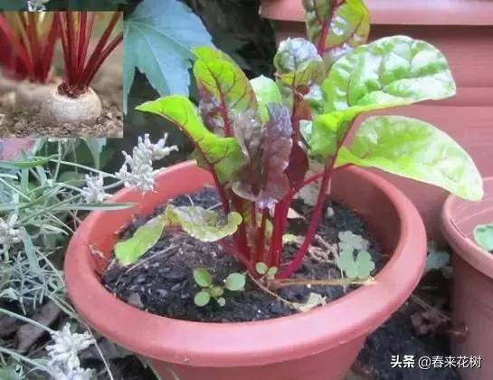 香瓜在花盆里种植是否可行？适合在花盆中种植吗