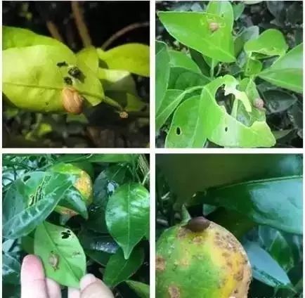 柑橘钻心虫是柑橘树常见害虫，严重影响果实产量和品质