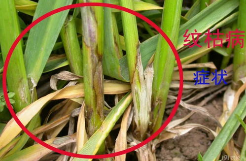 百菌清：防治锈病的神秘力量？