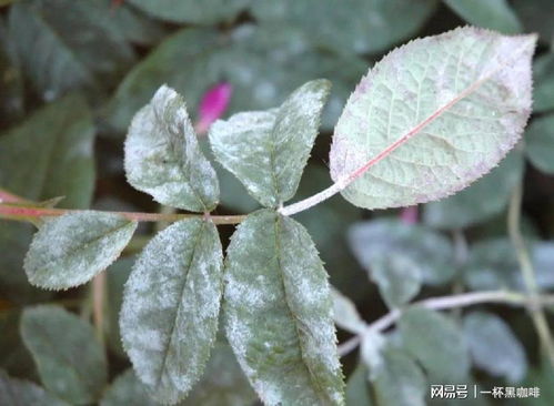 花卉病虫害防治攻略