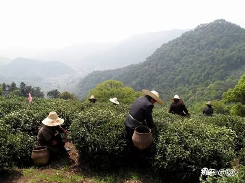 有机茶叶与农药的权衡