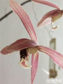 阿维菌素颗粒：室内养兰者的福音