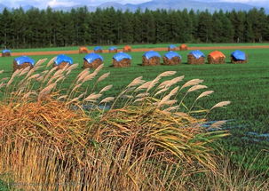 稻田中的芦苇：一场顽强的较量