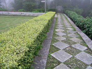 小叶黄杨秋天的叶子颜色