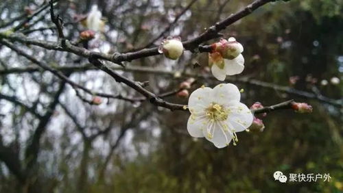 梅花与梅子的关系