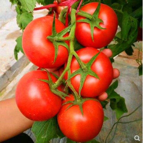 如何根据水果番茄种植方法和技术，高效种植西红柿