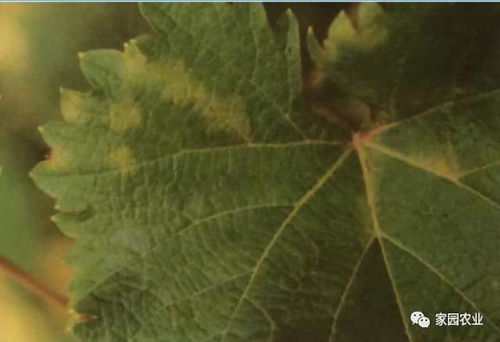 葡萄霜霉病，这个让人头疼的家伙